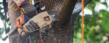 Lawn Watering Services in Rancho Calaveras, CA