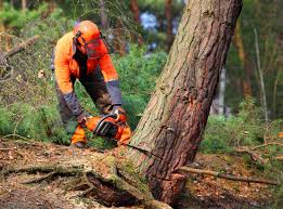 Best Storm Damage Tree Cleanup  in Rancho Laveras, CA