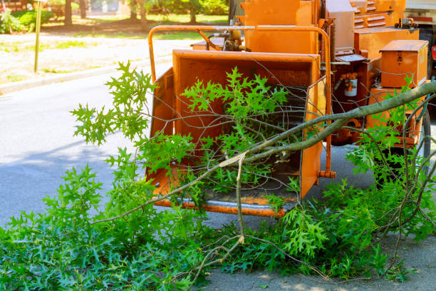 Best Lawn Disease Treatment  in Rancho Laveras, CA