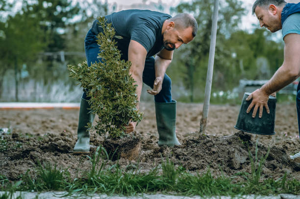 Best Grass Overseeding  in Rancho Laveras, CA