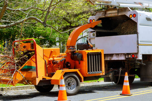 Reliable Rancho Calaveras, CA Tree Services Solutions
