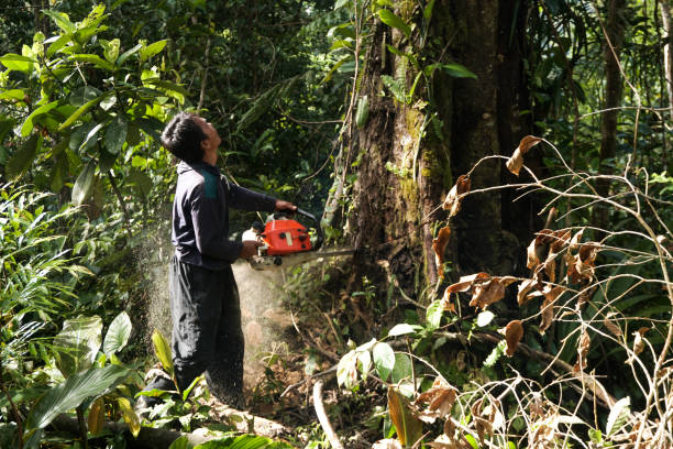  Rancho Laveras, CA Tree Services Pros