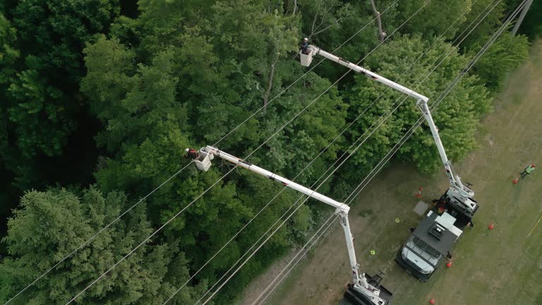 Best Emergency Tree Removal  in Rancho Laveras, CA