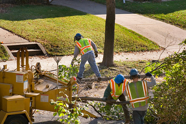 Best Tree Risk Assessment  in Rancho Laveras, CA