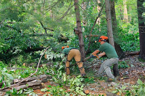 Best Arborist Consultation Services  in Rancho Laveras, CA