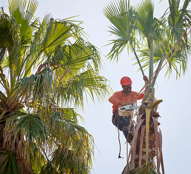 Best Tree Preservation Services  in Rancho Laveras, CA