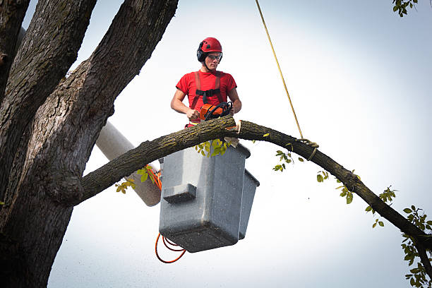 Best Tree Trimming and Pruning  in Rancho Laveras, CA