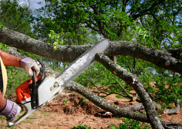 Best Lawn Maintenance Plans  in Rancho Laveras, CA