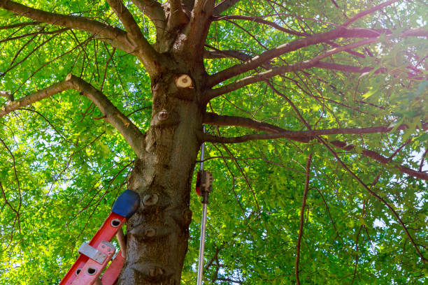 Best Hazardous Tree Removal  in Rancho Laveras, CA